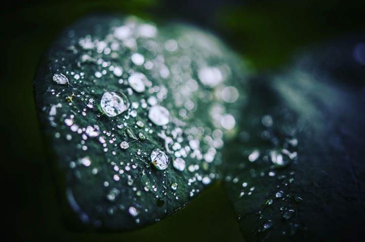 love is like a rain drop on a leaf