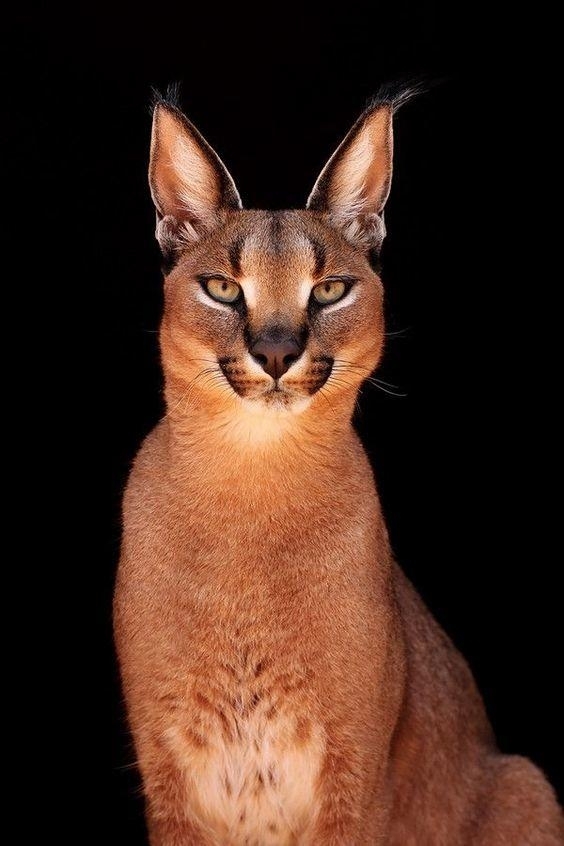 Jr