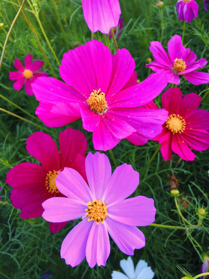 flowers