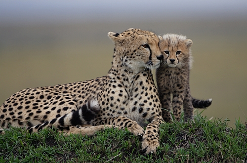from the family of cats that you like the most?