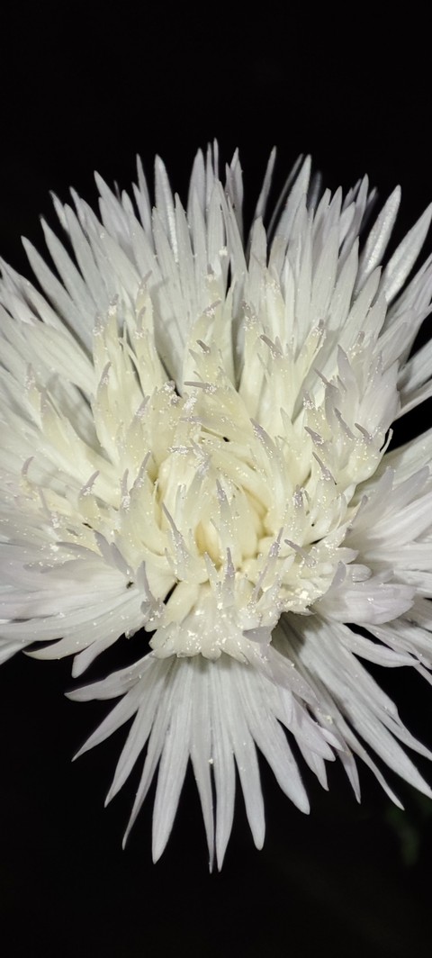 White flower