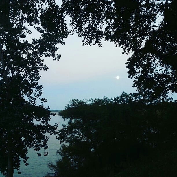 Trees near lake