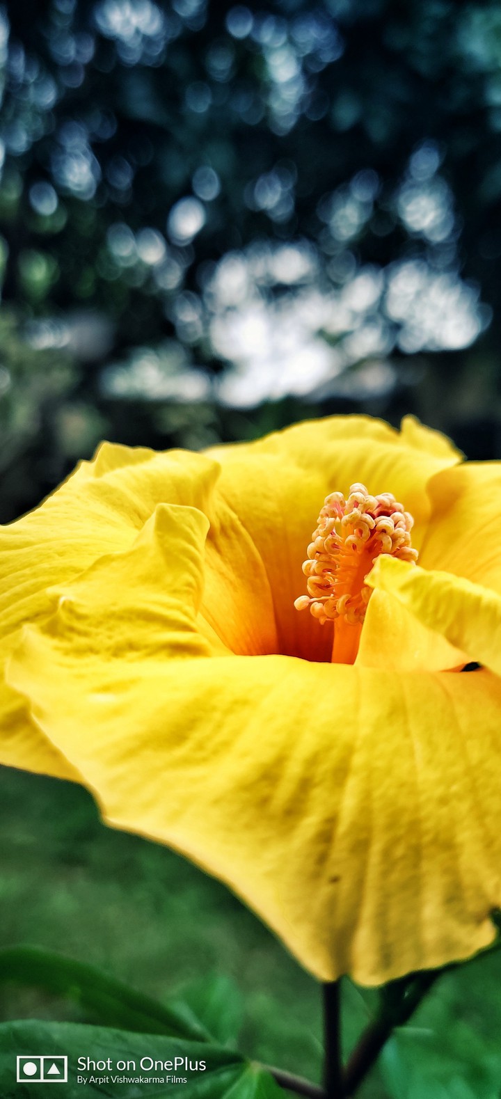 Lily Flower | Yellow Flower | Garden | Beautiful | Happiness
