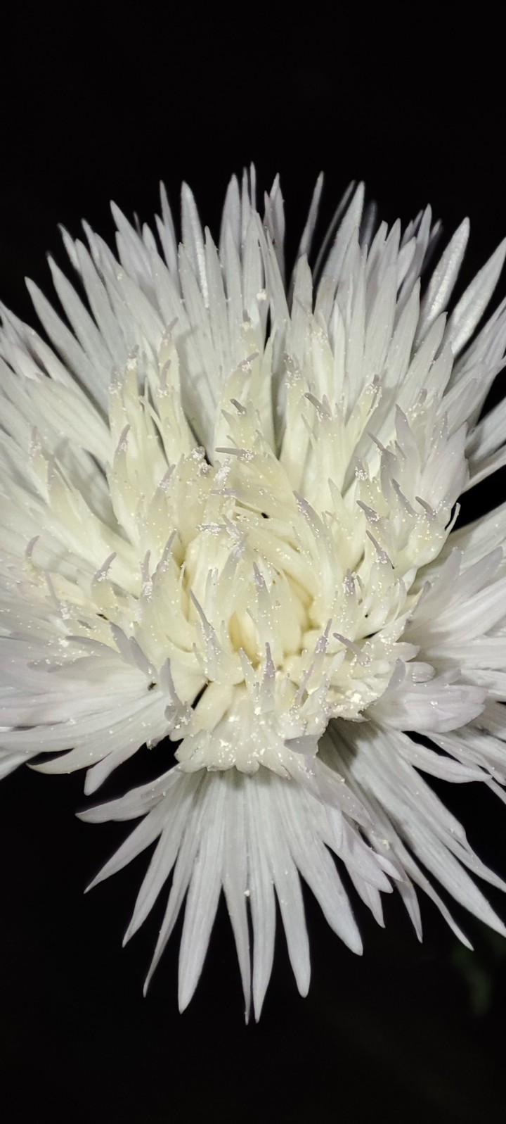 White flower