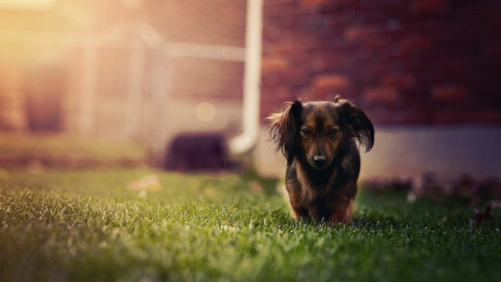 Puppy