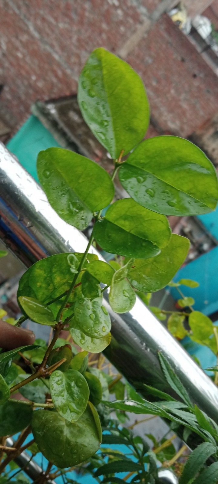 mogra plant