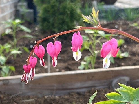 magenta, plant wallpapers