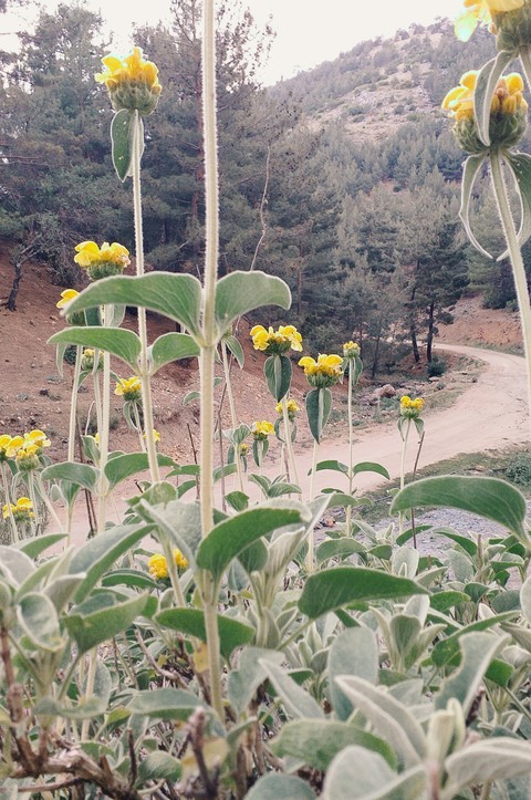 tapety natural, wildflower