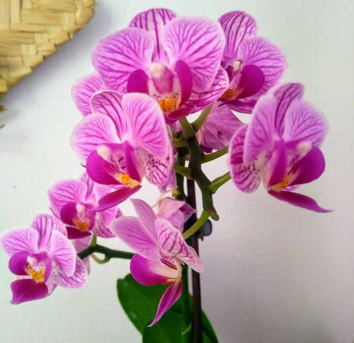 Mini orquídea