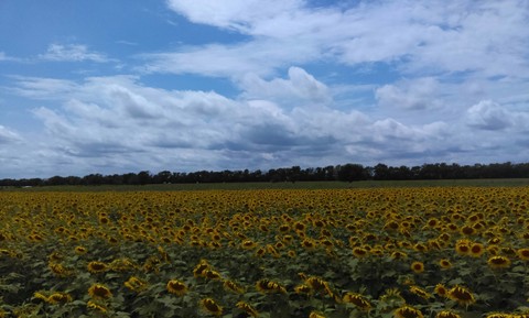 fonds d'écran sky, agriculture