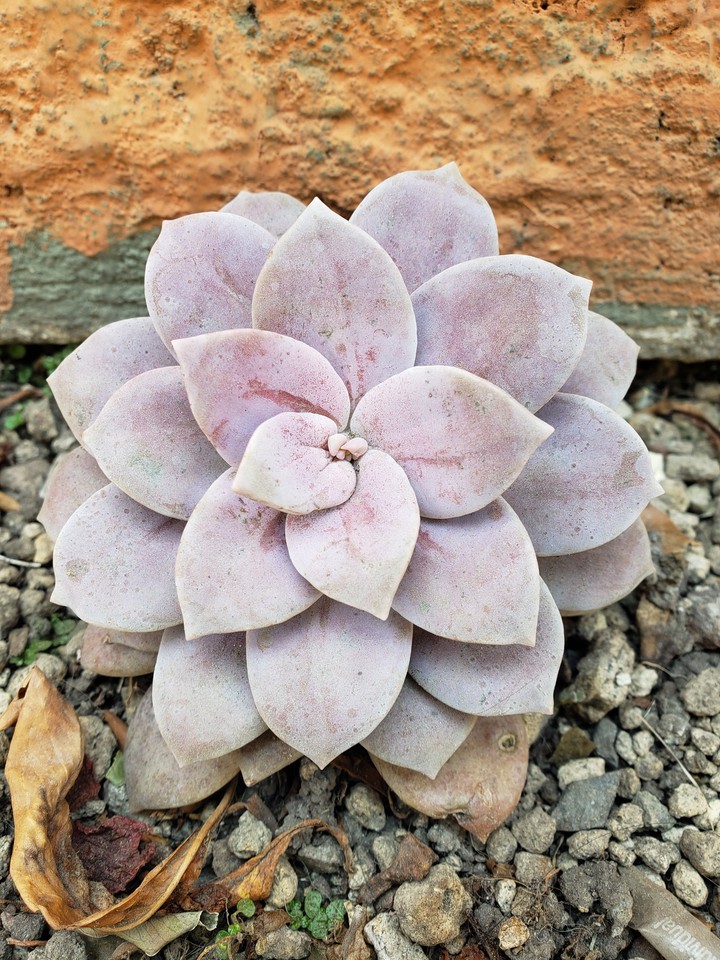 Succulent