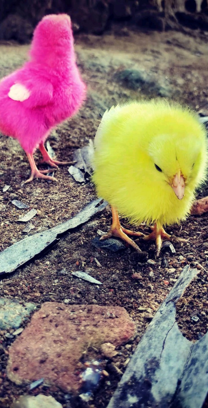 chicks