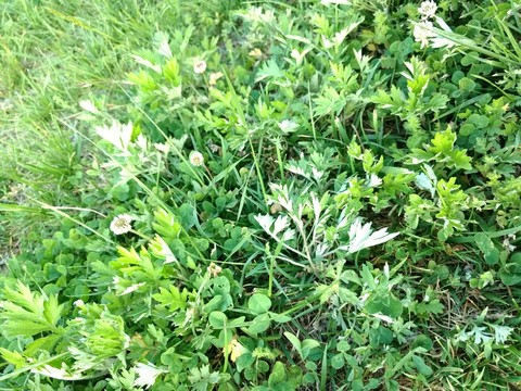 Grass ground