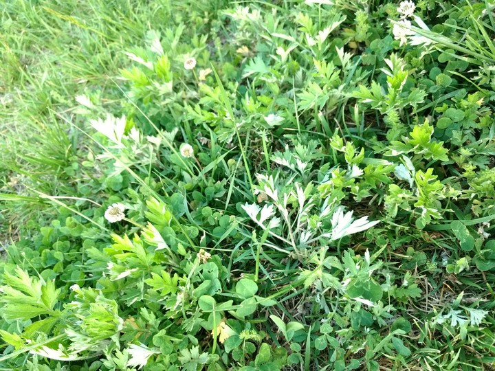 Grass ground