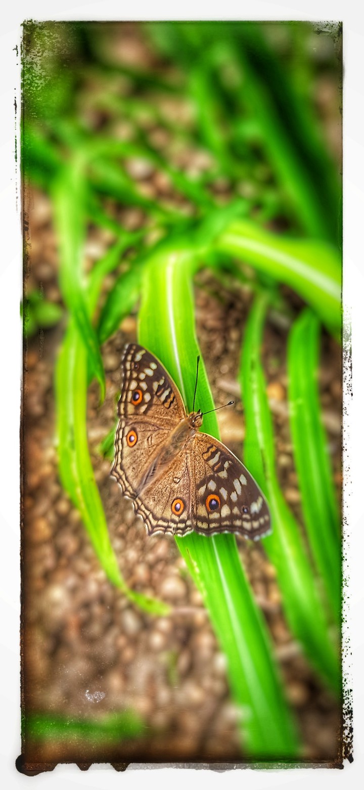 butterfly ? ?
