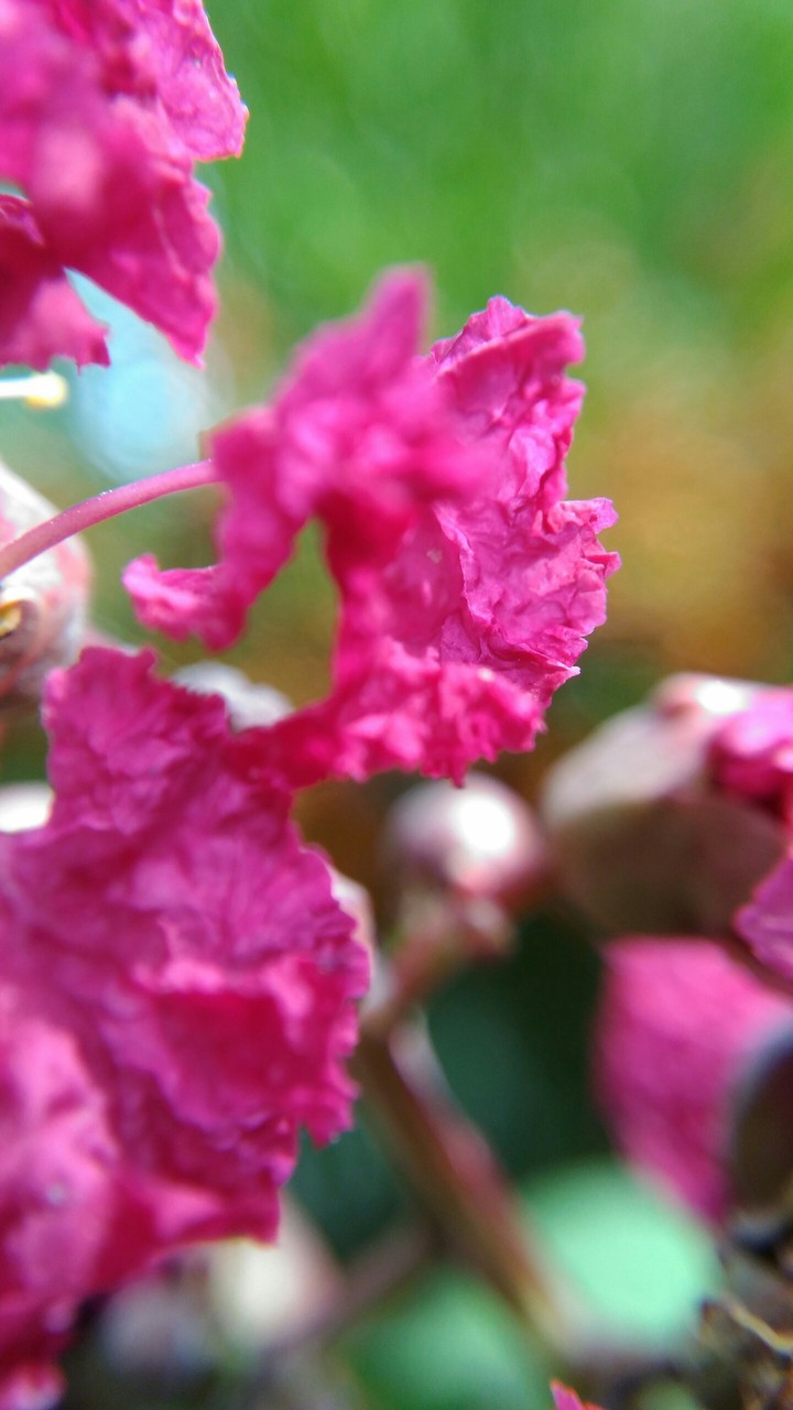 pink flower macro