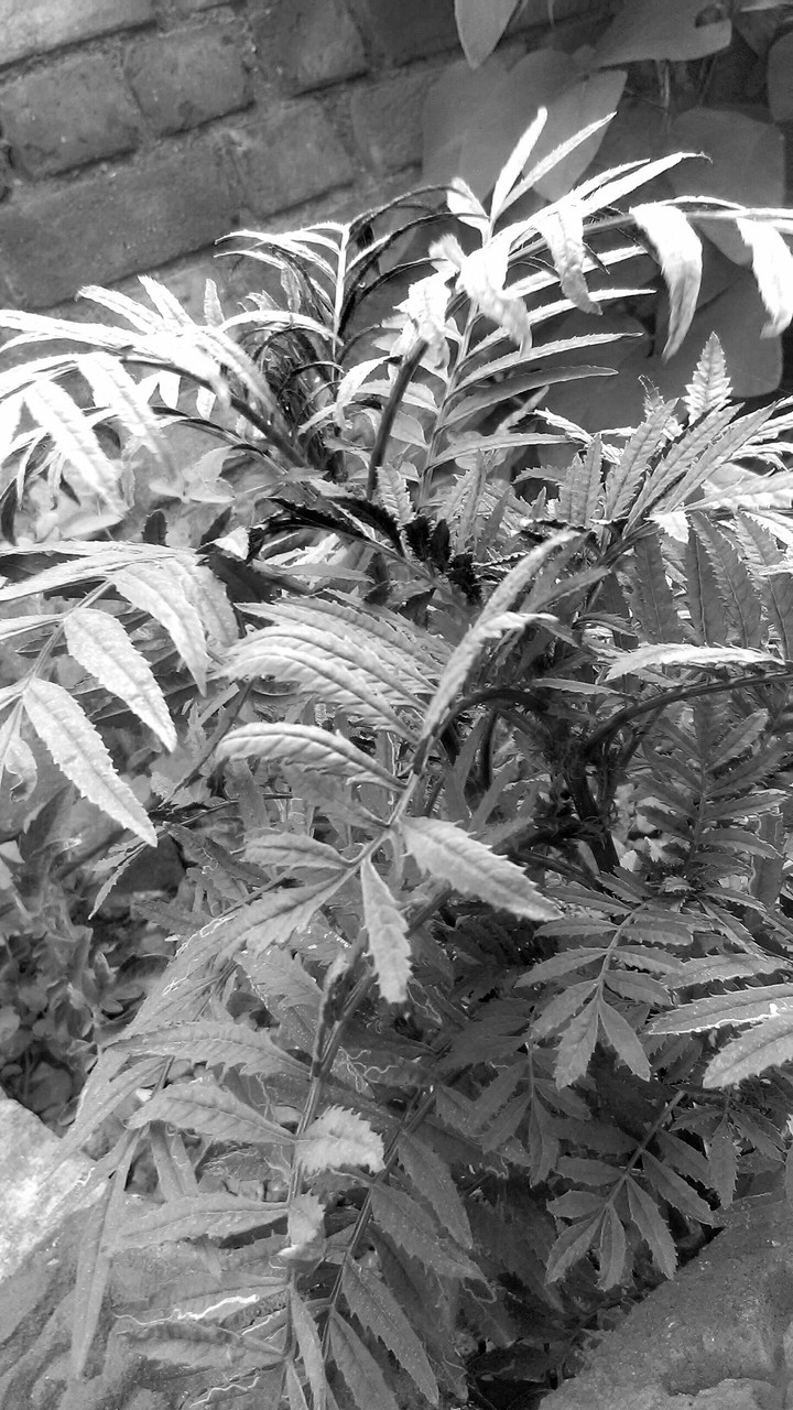 black shadow