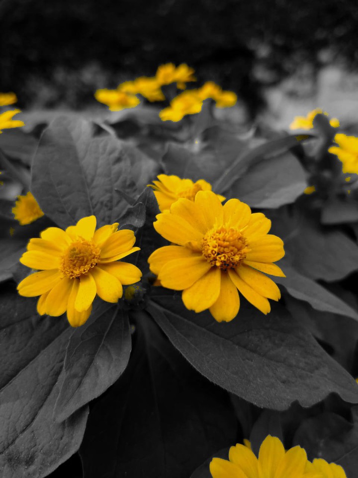 colouree