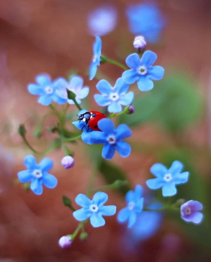 forget-me-not