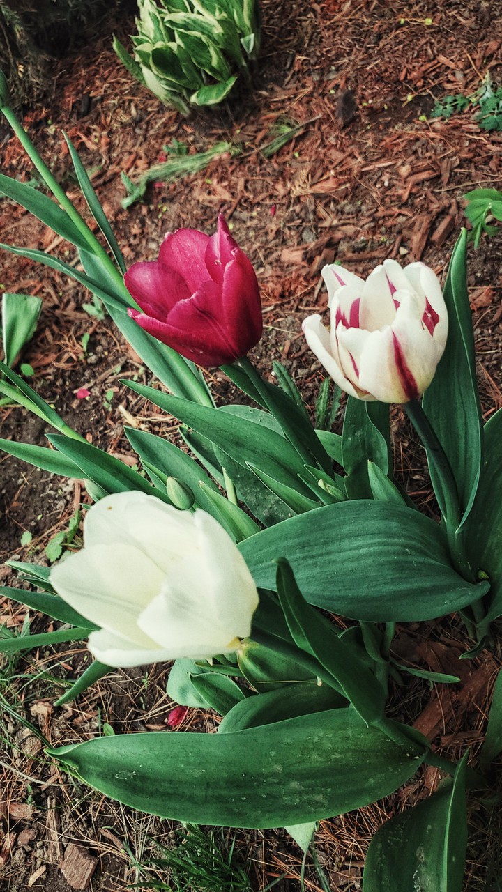 spring is here