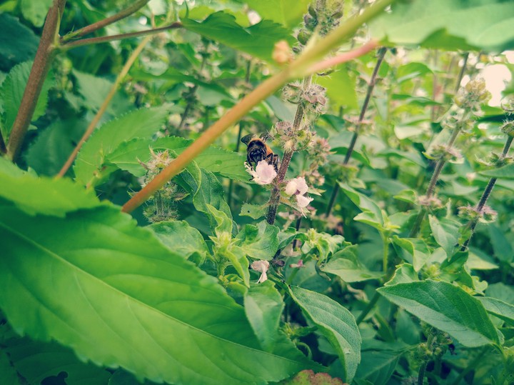 Bees !