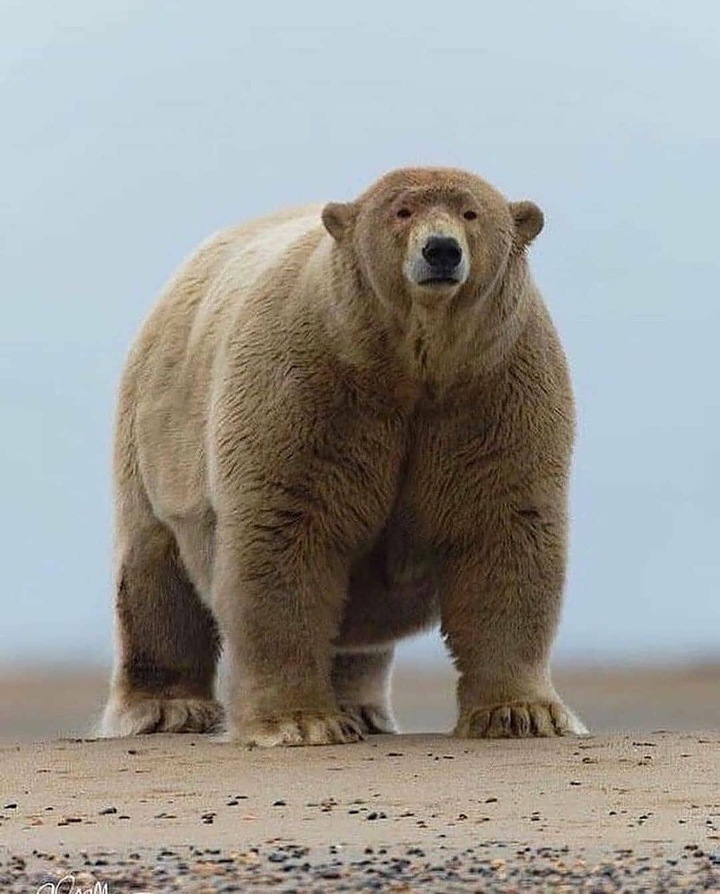 animal