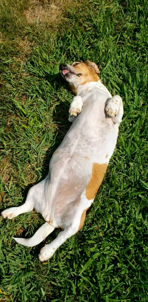 The Nap