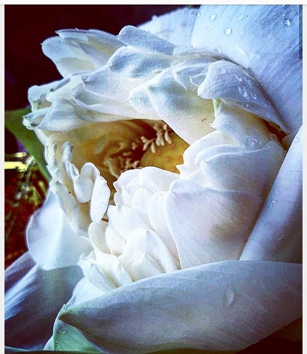 luminous emotions