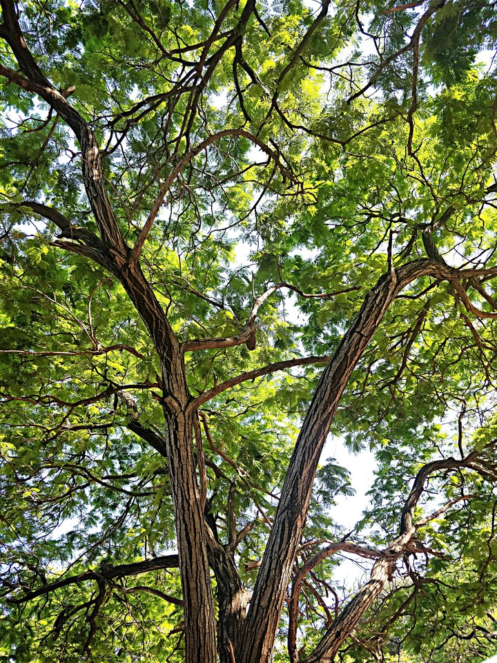 Branches
