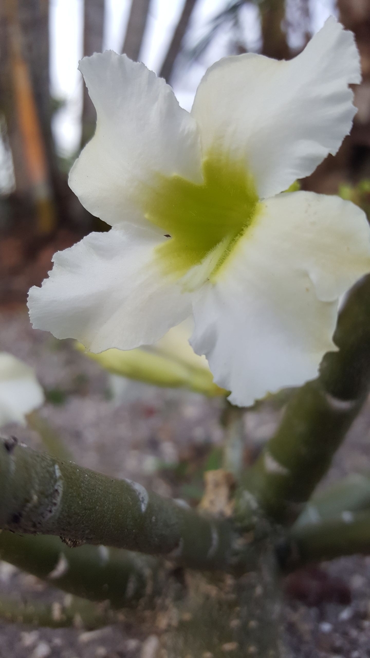 desert rose