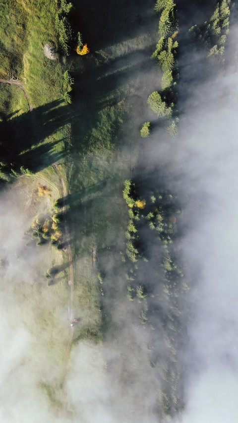 тапети fog, forest