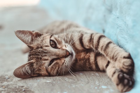 cat