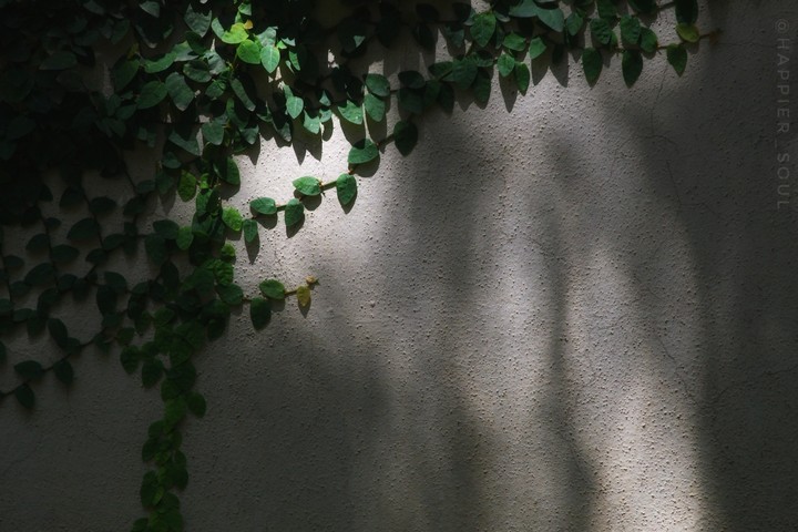 Enchanted Ivy