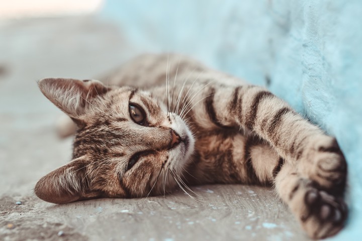 cat