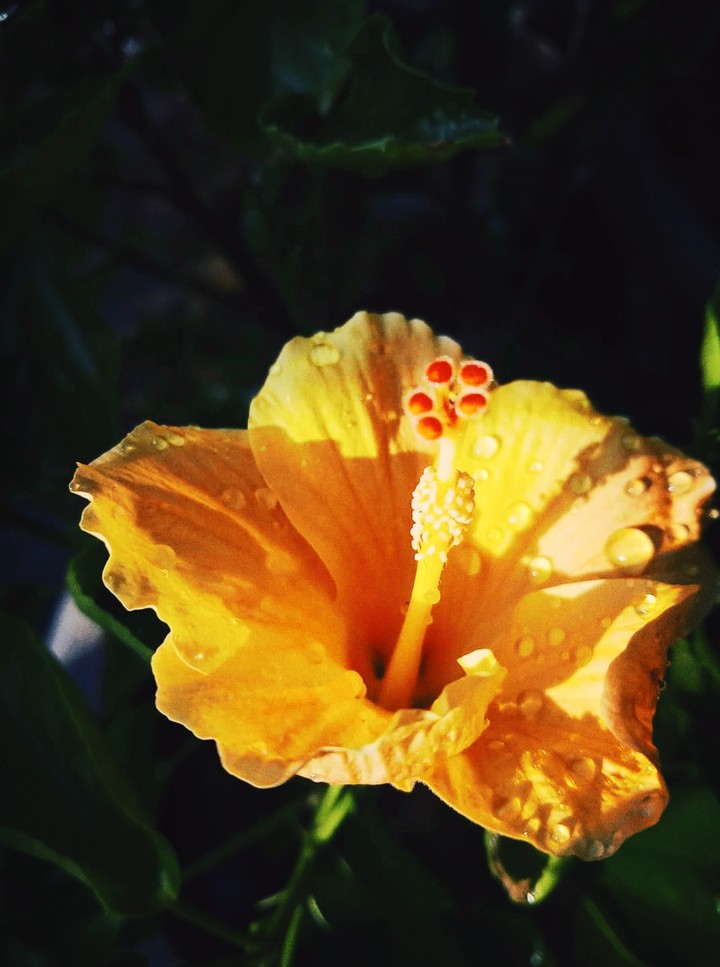 Hibiscus
