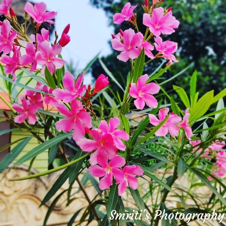 Flower