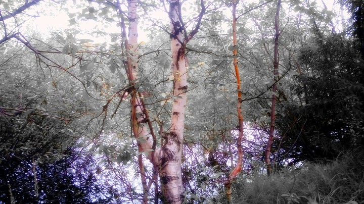 природа