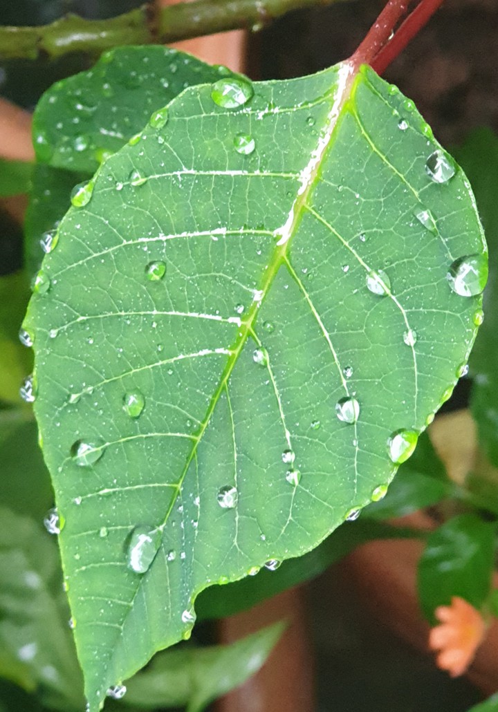 dewdrops