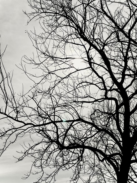 into the trees