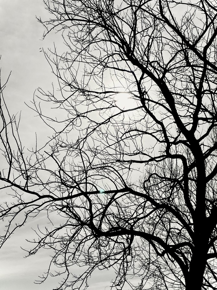 into the trees
