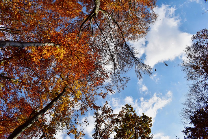 fall 2