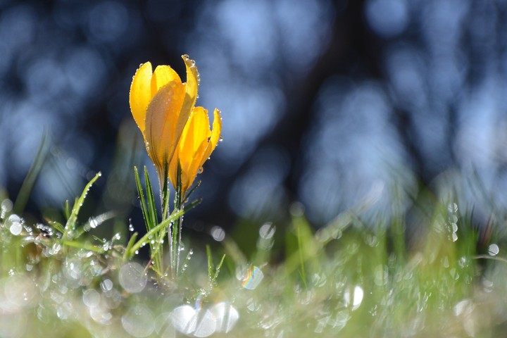 Spring flower