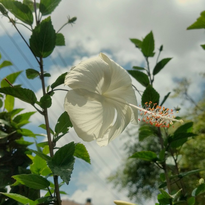 Hibiscus