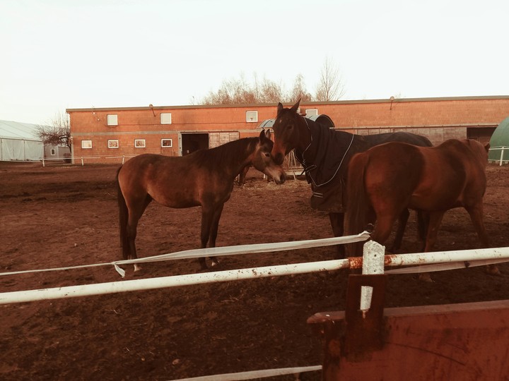 Horses