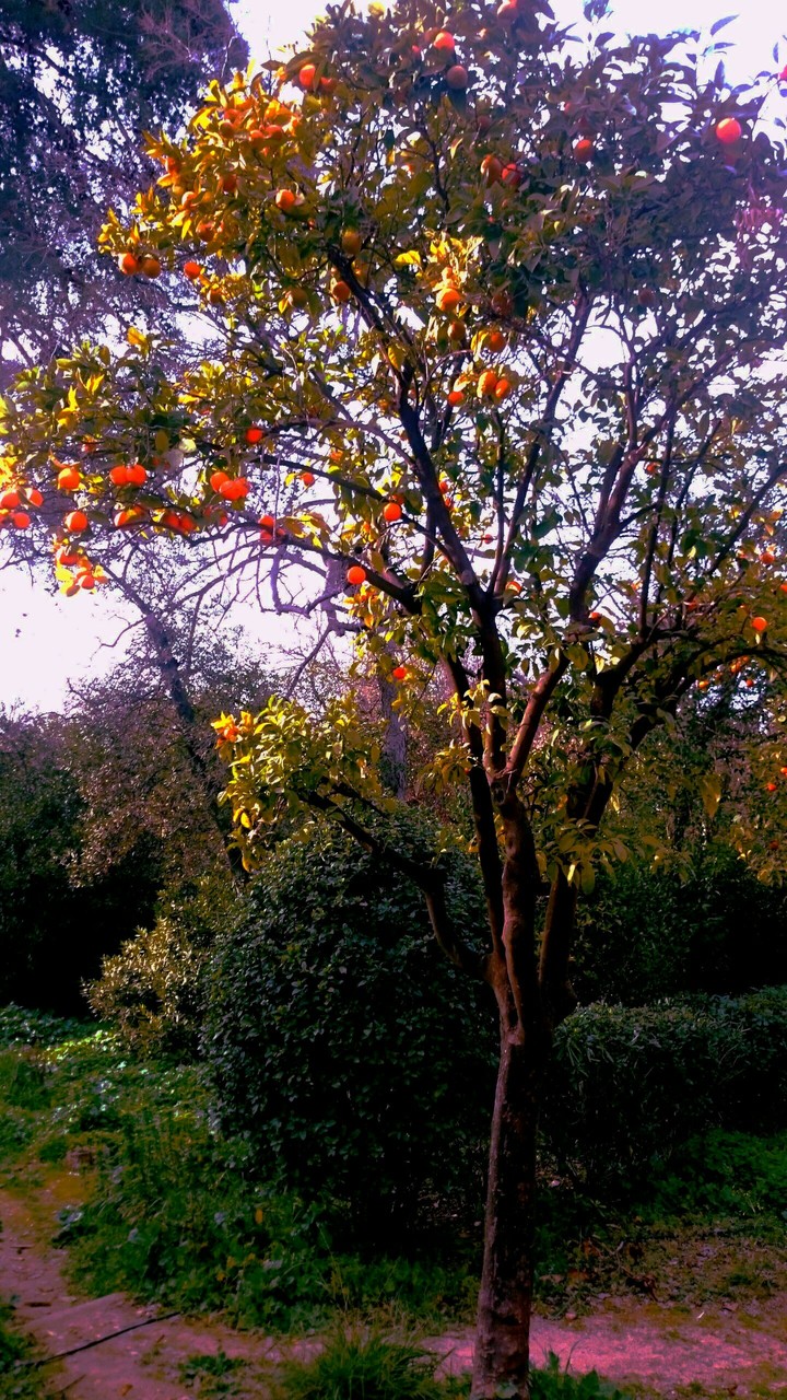 Sweet Tangerines