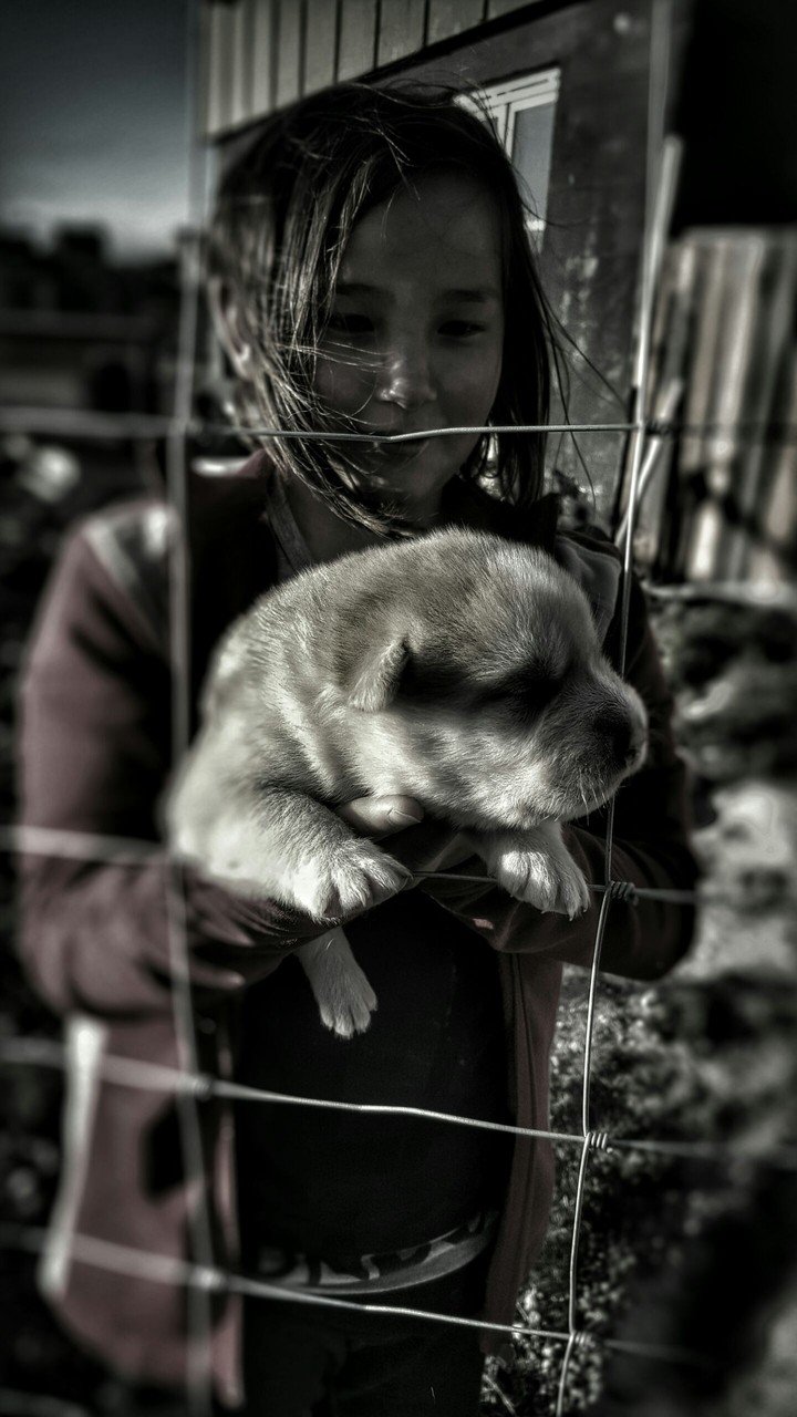 Girl with Alaskan malamute puppy