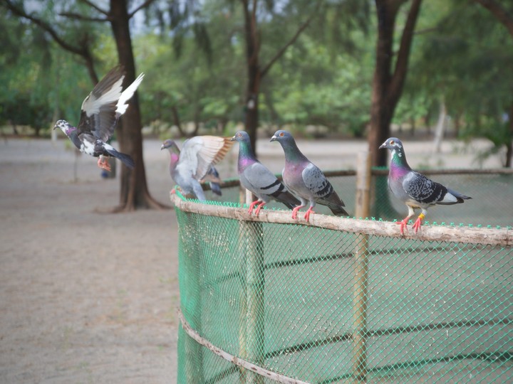 pigeons