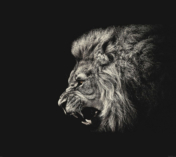wild lion