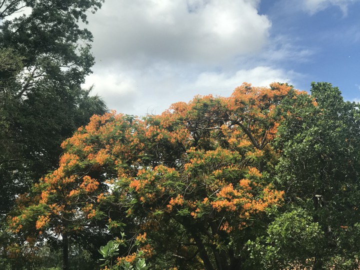 Árvores e cores. Bahia-Brasil