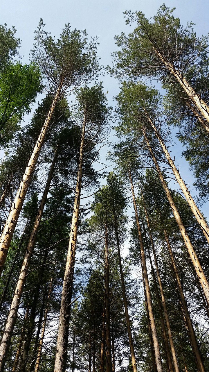 Лес